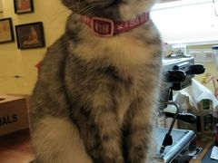 -猫色咖啡·猫咖