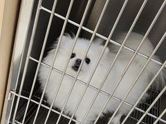 -千城康桥宠物医院CT影像·骨科·心脏专科中心(厚街分院)