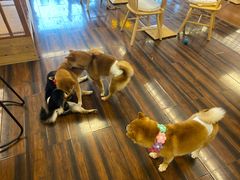 -豆柴町-柴犬主题狗咖(红鼎国际C座店)