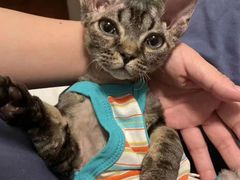-山宅一喵德文卷毛猫舍