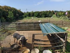 -小鱼草莓采摘园农家乐·小鱼餐厅