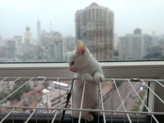 -伟伟宠物医院·CT影像中心·瑞派犬猫综合性门诊(汉口总院)