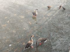 -沈阳鸟岛