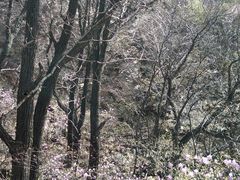 -天女山森林公园