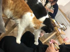 -李小姐の猫咖啡馆(五角场店)