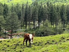 -硗碛藏寨·神木垒景区