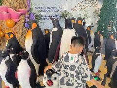 -芜湖新华联大白鲸海洋公园