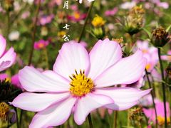-红山村