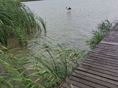 -盐城丹顶鹤湿地生态旅游区