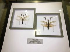 -上海昆虫博物馆