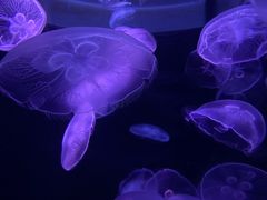 -欢乐海岸海洋奇梦馆