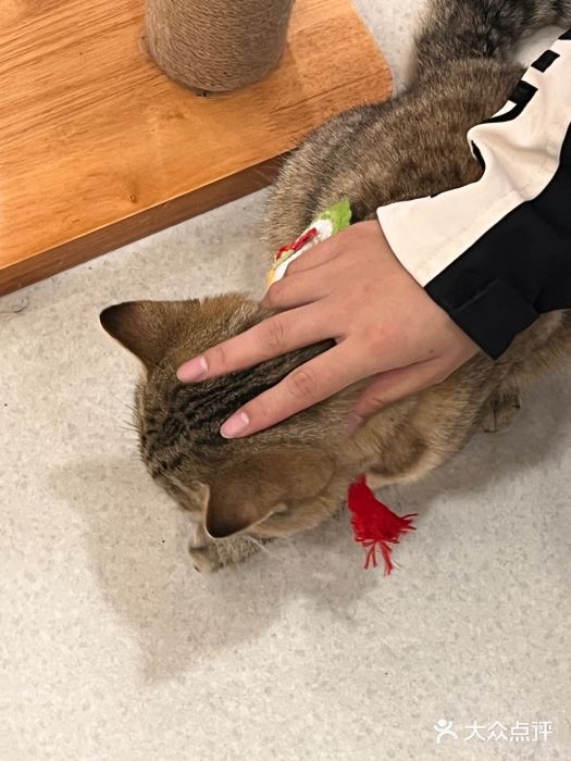 共舞时光猫咖·狗咖(新街口店)图片