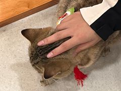 -共舞时光猫咖·狗咖(新街口店)
