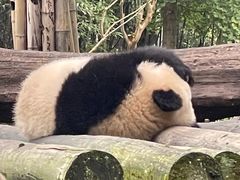 -都江堰中华大熊猫苑