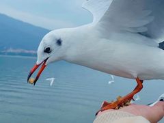 -海埂大坝