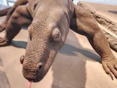 -上海自然博物馆