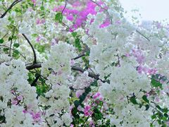 -深圳国际园林花卉博览园