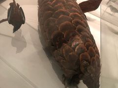 -墨尔本博物馆(Melbourne Museum)