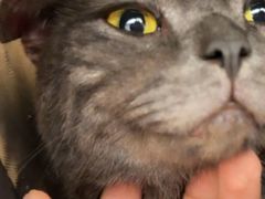 -瑞派康怡24h宠物医院·犬猫医疗中心·微创绝育(瑞景分院)
