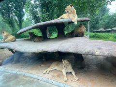 -北京野生动物园