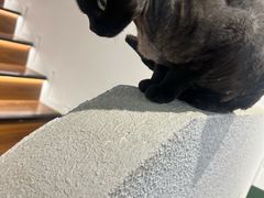 -琪喵猫屋·撸猫猫咖·猫舍