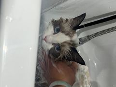 -PETKIT小佩宠物·低压洗护(国顺东路店)