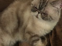 -猫色咖啡·猫咖