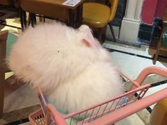 -猫色咖啡·猫咖