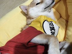 -逗柴咖啡屋·狗咖猫咖宠物桌游