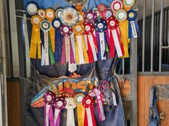 -北京群众马术培训基地