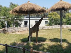 -北京野生动物园