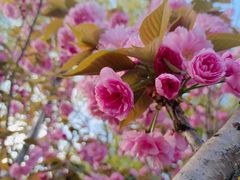 -高东镇樱花园