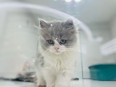 -1013 PET SHOP精品宠物商店(丁香店)