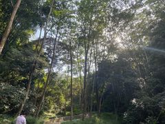 -黄埔油麻山森林公园