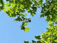 -合肥滨湖国家森林公园
