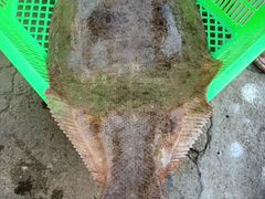 -青岛沙子口国家中心渔港