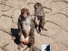 -哈尔滨北方森林动物园