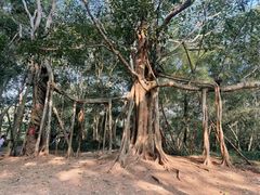-中国科学院西双版纳热带植物园