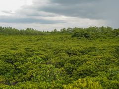 -东寨港红树林旅游区