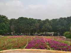 -松山湖梦幻百花洲