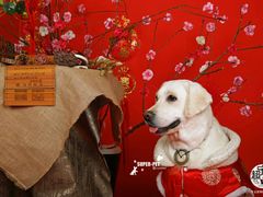 -超宠爱宠物摄影-Super pet