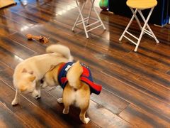 -豆柴町-柴犬主题狗咖(红鼎国际C座店)