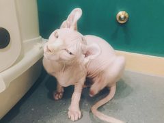 -飞行喵MR PILOT|猫舍·猫咖(静安大融城店)