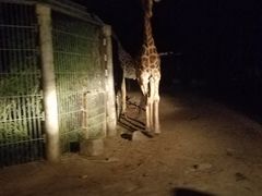 -清迈夜间动物园