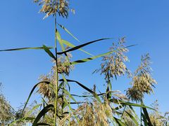 -洋湖国家湿地公园