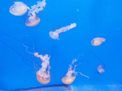 -大连老虎滩海洋公园