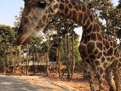 -清迈夜间动物园