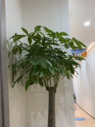 -郑荃丽格医疗美容