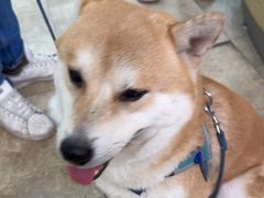 -美联众合动物医院·24h转诊中心