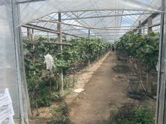 -马陆小张葡萄园农家乐